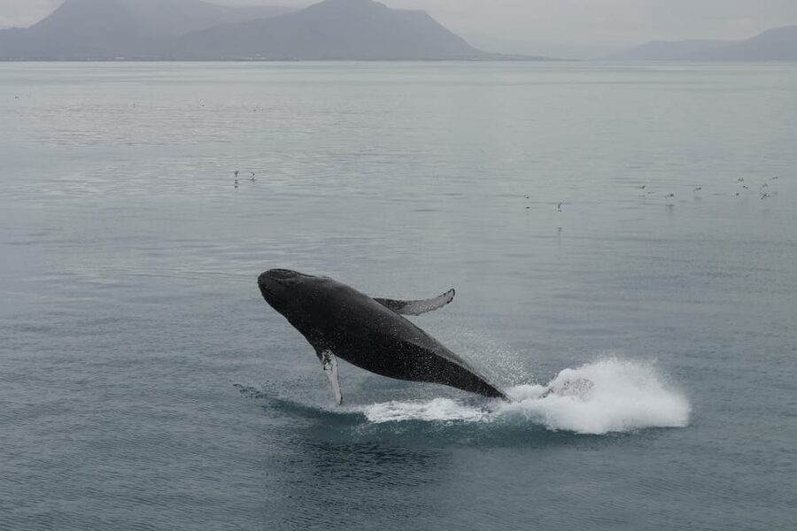From Reykjavik: Whale Watching Tour - From Geirsgata 11 Out to the Bay: How This Trip Starts