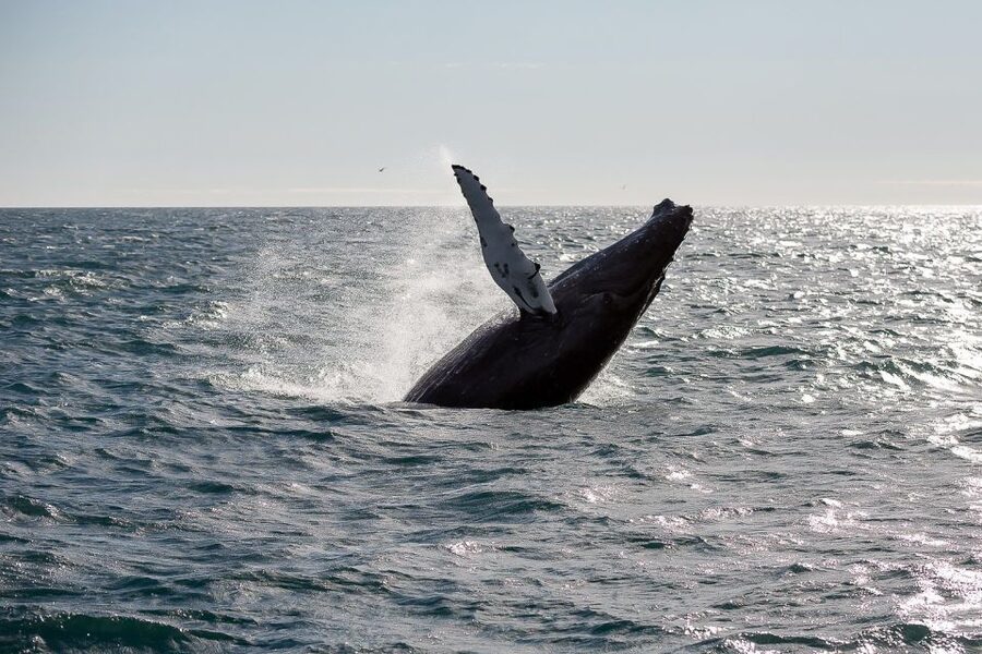 From Reykjavik: Whale Watching Tour - Faxaflói Bay: Where the Minke and Humpback Hunt Really Happens