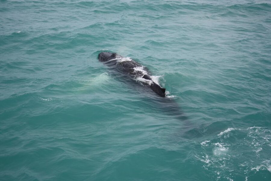 From Reykjavik: Whale Watching Tour - What the Scenery Adds (Even When the Sea Gets Busy)