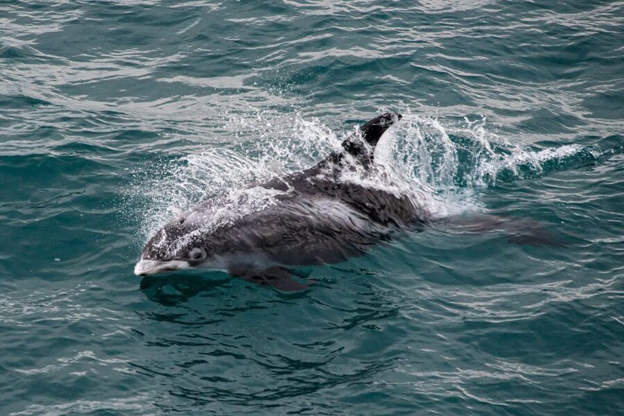 From Reykjavik: Whale Watching Tour - Boat Comfort in the Cold: Heated Cabins, Overalls, and Wi-Fi