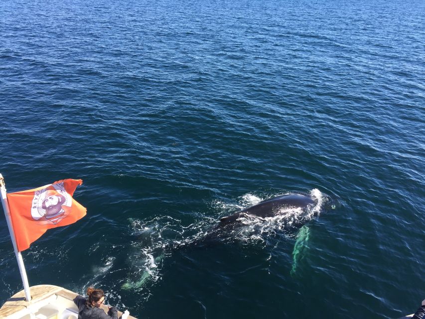 From Reykjavik: Whale Watching Tour - The Tour Guide Makes It: Live English Commentary That Keeps You Focused