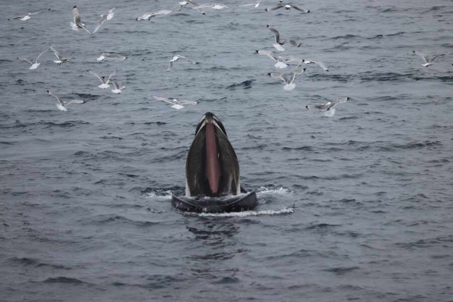 From Reykjavik: Whale Watching Tour - Wildlife Chances: What You Might See on a Good Day