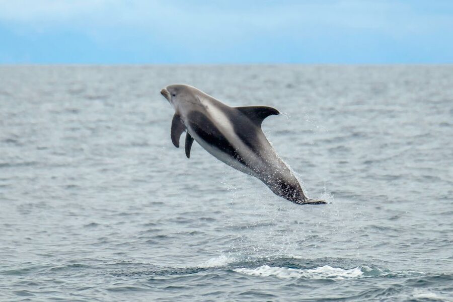 From Reykjavik: Whale Watching Tour by Speedboat - Whale Watching in Faxaflói Bay: What You Are Actually Looking For