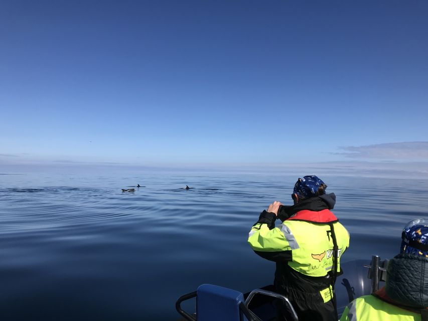 From Reykjavik: Whale Watching Tour by Speedboat - Puffins at the Islands: Why This Stop Feels Special