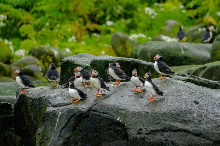 From Reykjavik: Whale Watching Tour by Speedboat - Who This Fits, and Who Should Rethink It