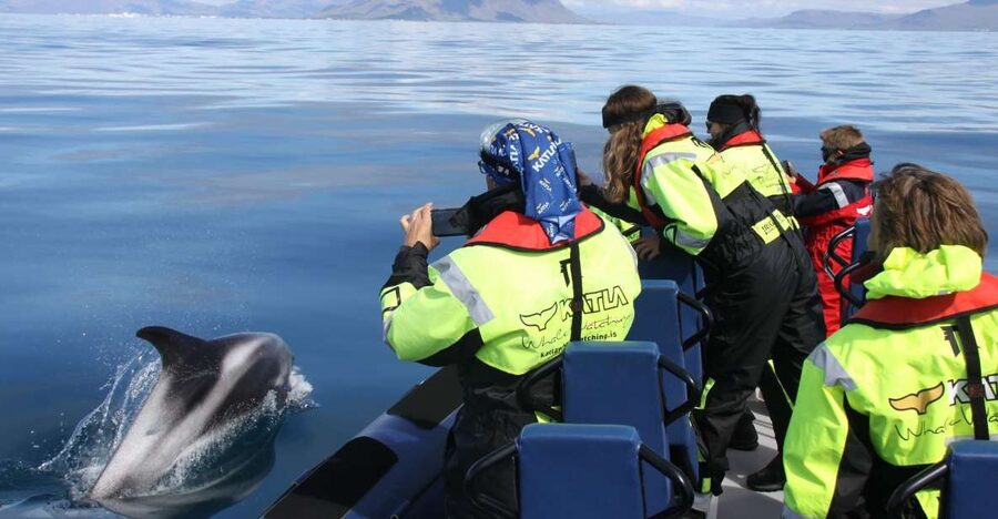 From Reykjavik: Whale Watching Tour by Speedboat - Passing Harpa and Sun Voyager Before You Hunt Whales