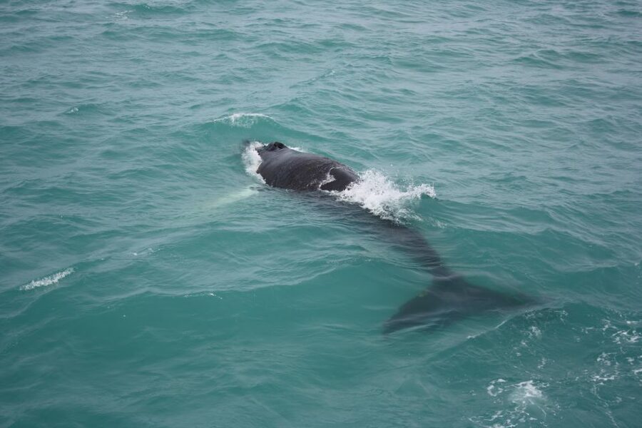 From Reykjavik: Whale Watching Tour - Kollafjörður First: Birds, a Coastal Island Mood, and a Quick Reset