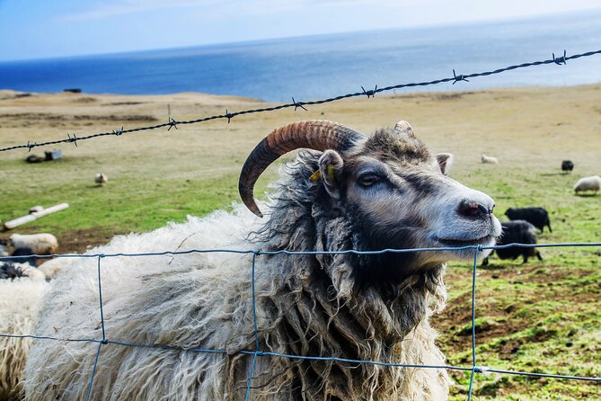 Full Day Private Westman Island Tour from Reykjavik - Heimaey Highlights, From Elephant Rock to Eldfell