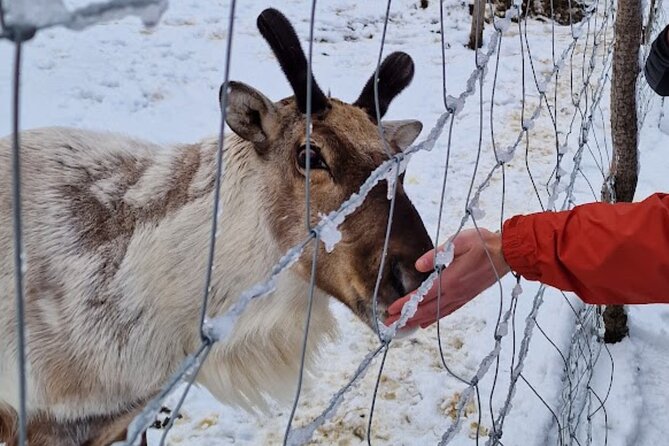 Full Day Stuðlagil Canyon and Reindeer Park Guided Tour - Key highlights worth planning around