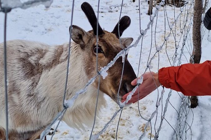 Full Day Stuðlagil Canyon and Reindeer Park Guided Tour - The guide factor: what Sev being praised tells you to expect
