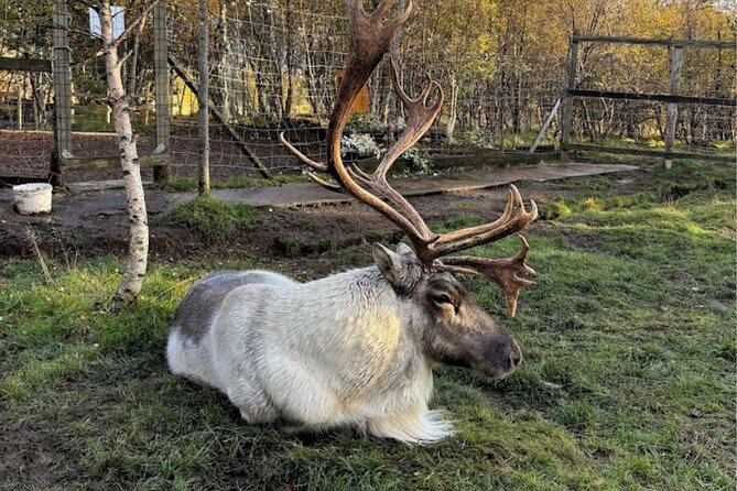 Full Day Stuðlagil Canyon and Reindeer Park Guided Tour - Price and value: is $369 worth it for this kind of day?