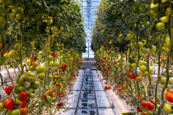 Golden Circle and Lunch at Fridheimar Tomato Farm - with photos - Fridheimar tomato farm lunch, why this stop feels like the best use of your appetite