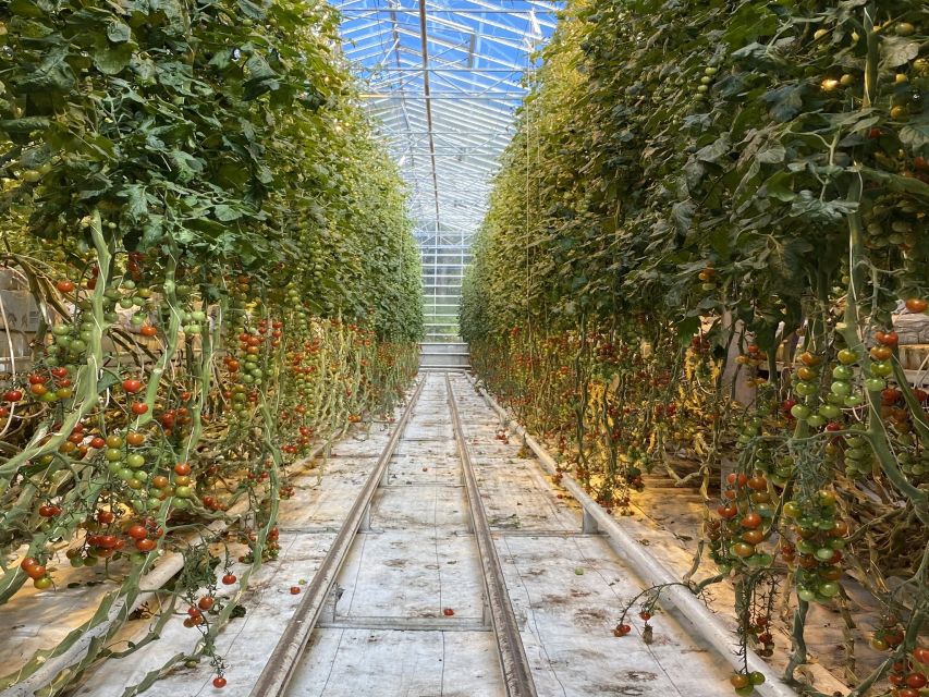 Golden circle, hot spring bakery, tomato farm private tour - A relaxed Golden Circle that avoids the race feeling