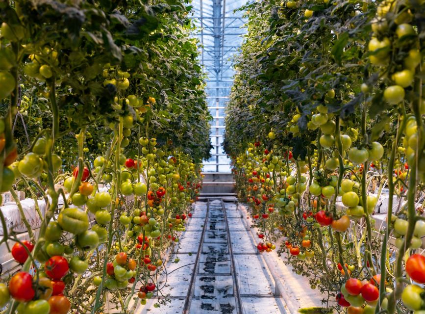 Golden Circle & Lunch at Fridheimar Tomato Farm- with photos - Who This Tour Fits Best (and Who Should Skip It)