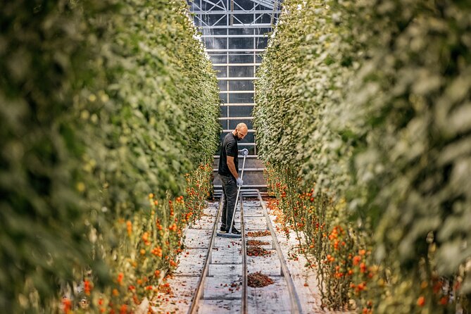 Golden Circle Premium Tour with Fridheimar Farm - Fridheimar tomato farm: lunch choices and the greenhouse vibe