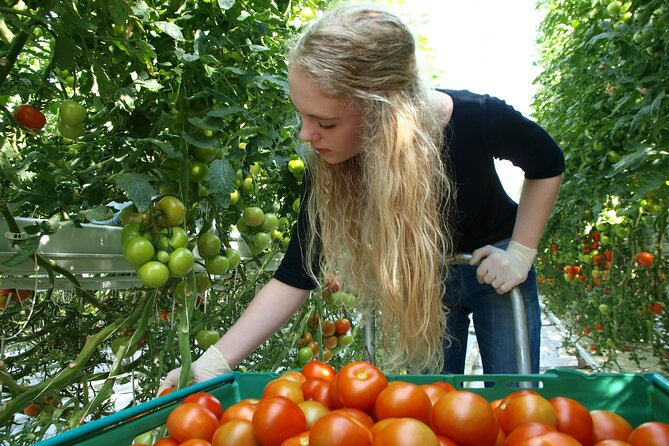 Golden Circle Tales, Tomato Farm & Kerid – Small Group from RVK - Fridheimar Tomato Farm: Greenhouse Talk, Tomato Food, and Icelandic Horses