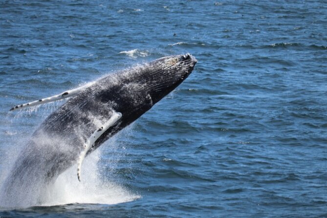 Guided Whale Watching Experience from Reykjavik - Why This Whale Watching Trip Works