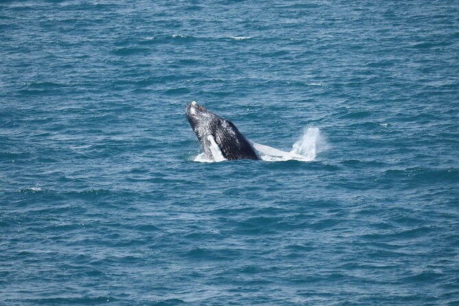 Guided Whale Watching Experience from Reykjavik - Quick Key Points Before You Go
