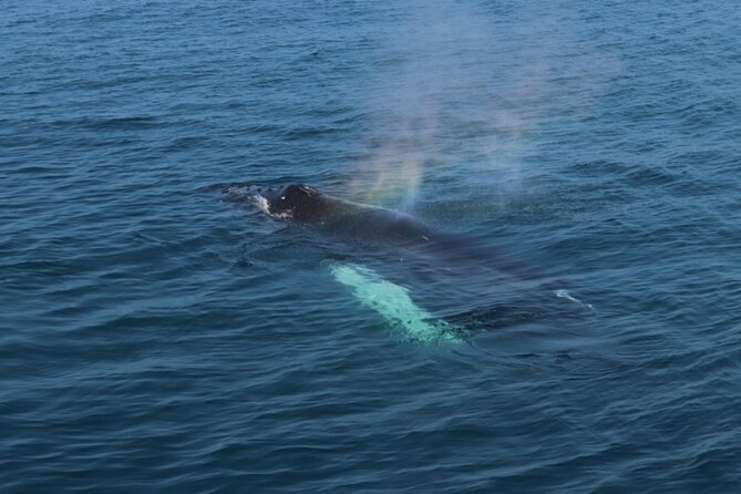 Guided Whale Watching Experience from Reykjavik - What You Might See in Faxaflói Bay (And Why It Can Vary)