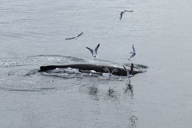 Guided Whale Watching Experience from Reykjavik - Where the Tour Ends: Warming Up After Time at Sea