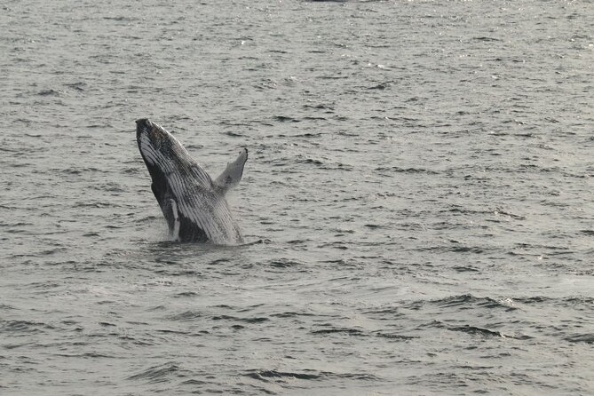 Guided Whale Watching Experience from Reykjavik - Price and Value: What $97 Buys You (And What It Does Not)