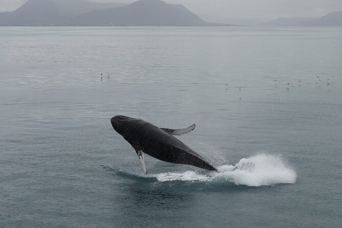 Guided Whale Watching Experience from Reykjavik - Heated Cabins, Toilets, and Warm Overalls (Comfort You Can Feel)