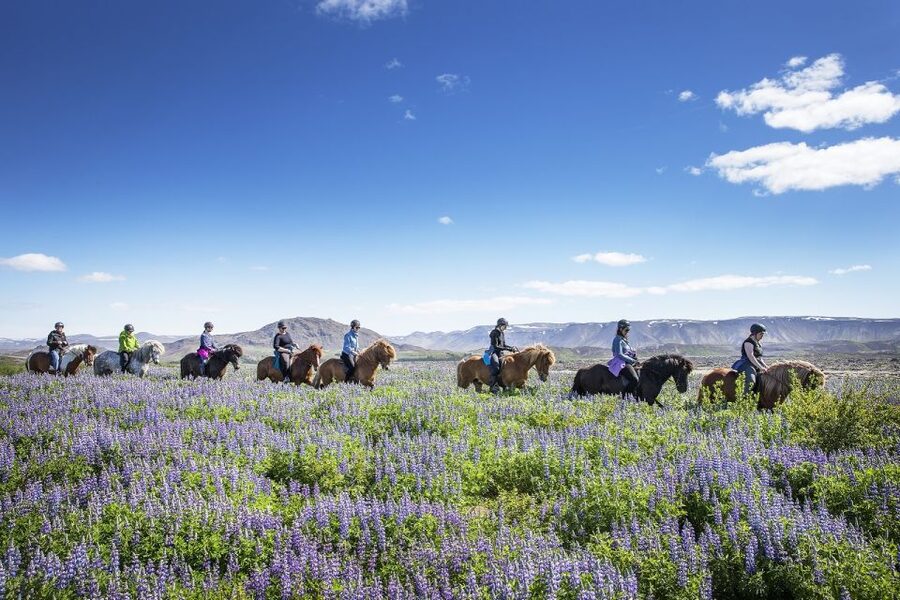 Hafnarfjörður: Horseback Riding Tour in Reykjavik Area - The Icelandic Horse Experience You’ll Actually Use