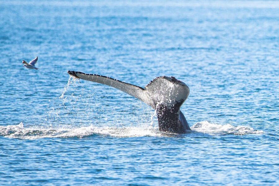 Hauganes: Whale Watching North Iceland - Key Points I’d Prioritize