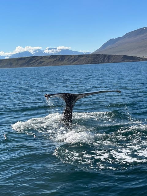 Hauganes: Whale Watching North Iceland - Why Hauganes Is a Smart Base for Eyjafjörður Whales