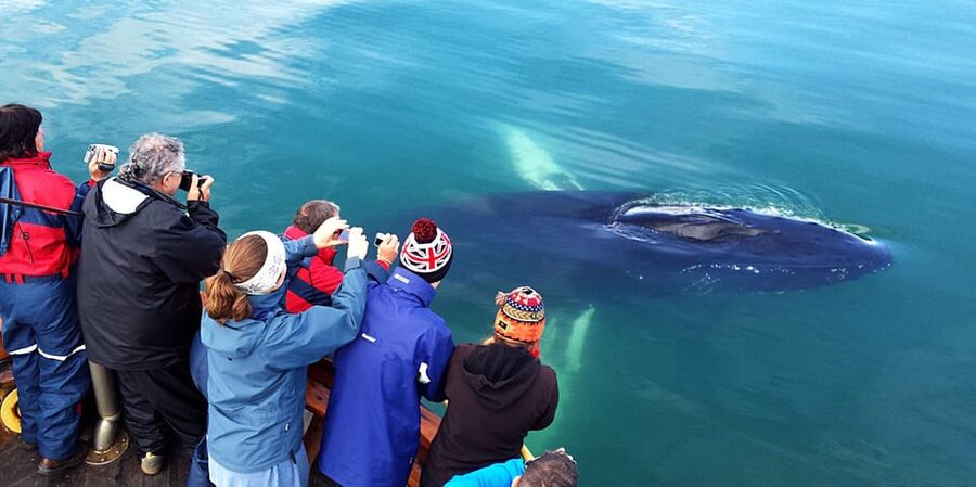 Hauganes: Whale Watching North Iceland - Your 2.5-Hour Timeline, What Each Part Feels Like