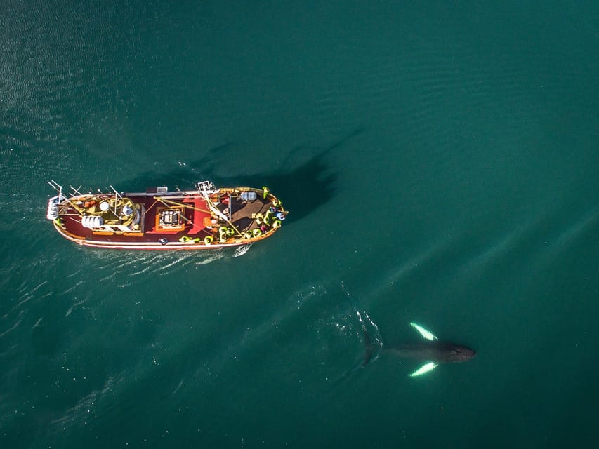 Hauganes: Whale Watching North Iceland - The Value of Local Guides and Respect-First Rules