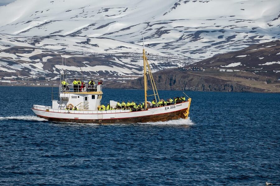 Hauganes: Whale Watching North Iceland - Should You Book Hauganes Whale Watching North Iceland?