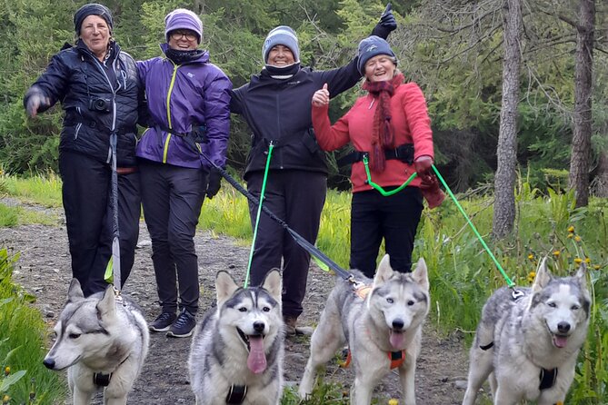 Hiking with Husky in Akureyri - Key highlights to know before you go