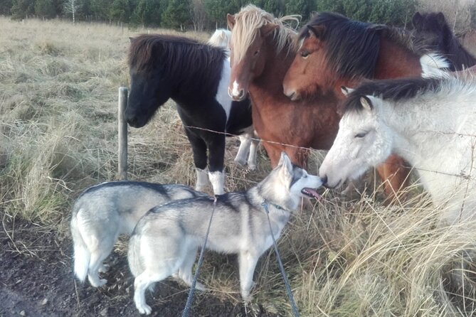 Hiking with Husky in Akureyri - How fit do you need to be?