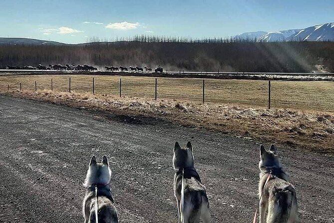Hiking with Husky in Akureyri (private) - Key Highlights to Know