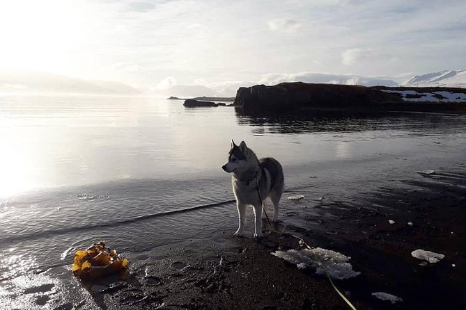 Hiking with Husky in Akureyri (private) - Meeting the Husky Pack at GoHusky near Akureyri
