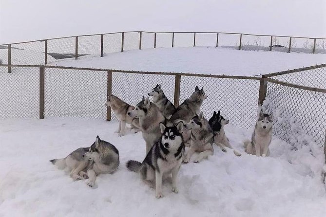 Hiking with Husky in Akureyri (private) - Choosing Your Husky Team: The Assignment Moment