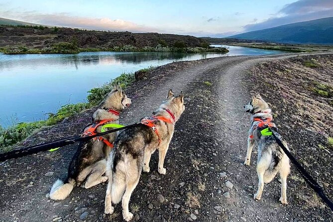 Hiking with Husky in Akureyri (private) - The Husky Meet-and-Greet: Petting, Photos, and Easy Rules