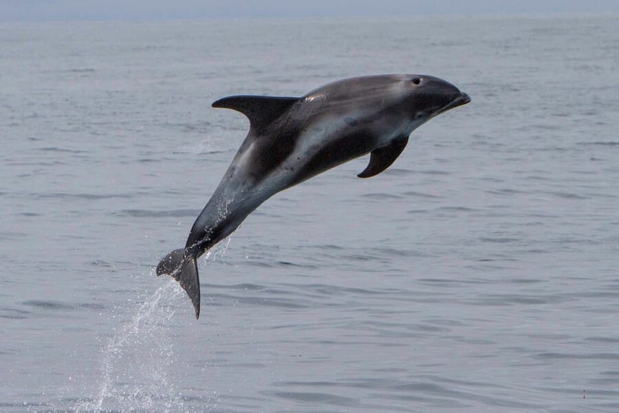 Hólmavík: Whale Watching Tour - Why Hólmavík whale watching feels different