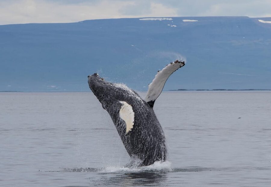 Hólmavík: Whale Watching Tour - Humpback whales in Hólmavík: what changes by season