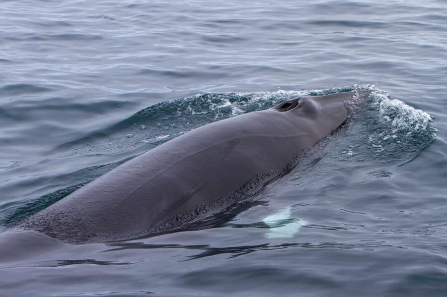 Hólmavík: Whale Watching Tour - Comfort at sea: overalls, wind shelter, and seasickness