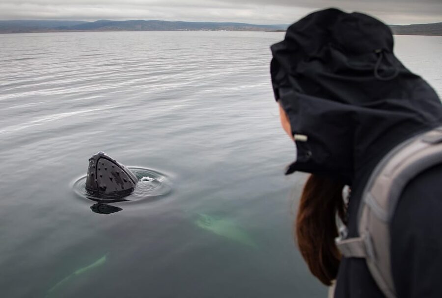Hólmavík: Whale Watching Tour - Puffin spotting in June to early August