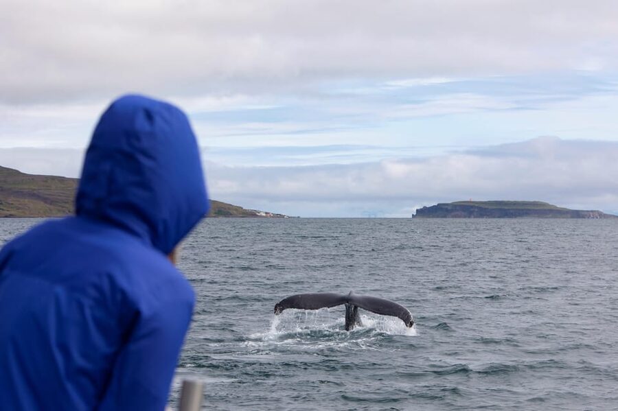 Hólmavík: Whale Watching Tour - Price and value: what $101 really buys