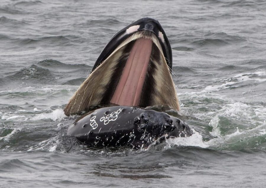 Hólmavík: Whale Watching Tour - Other marine life you might spot beyond humpbacks