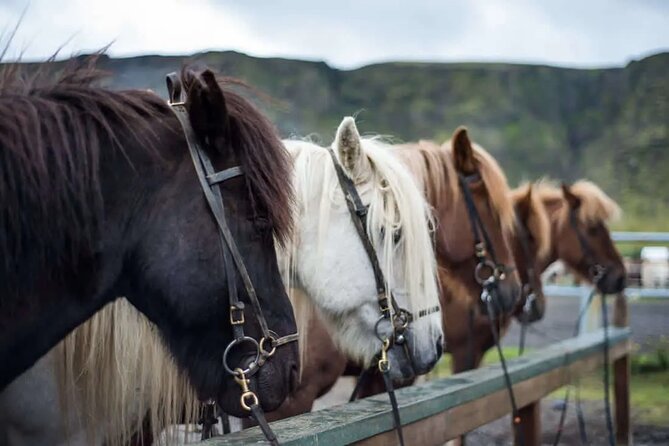 Horse Riding Tour in Reykjadalur (Smoky Valley)-All Riding Levels - Reykjadalur Horse Riding: Small-Group Coaching Near Reykjavik