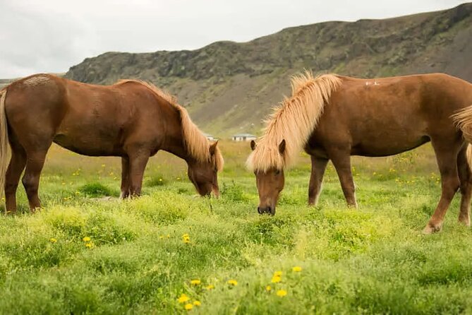 Horse Riding Tour in Reykjadalur (Smoky Valley)-All Riding Levels - Gear Up Like a Local: What’s Included and What to Bring