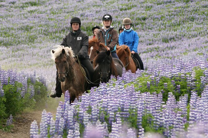 Horseback Riding Tour in Iceland - How the 50 Minutes Works for Real Schedules