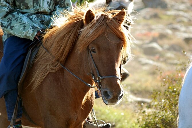 Horseback Riding Tour in Iceland - The Ishestar Start: What Your First 30 Minutes Actually Look Like