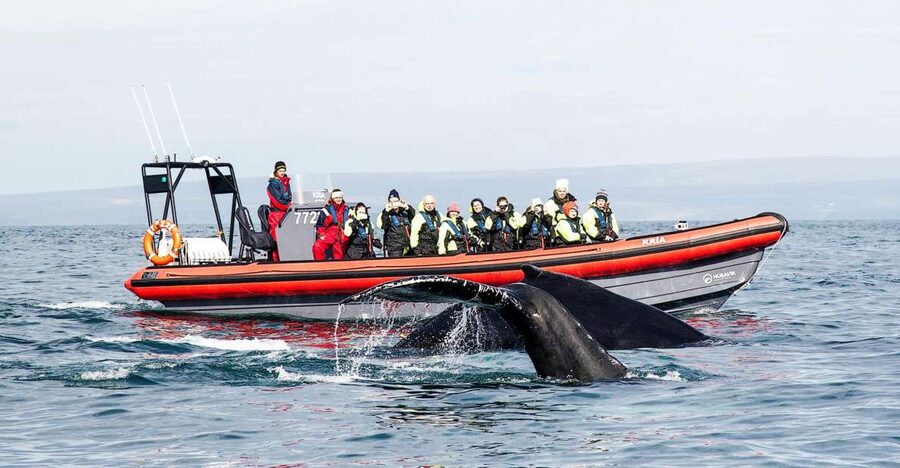Húsavík: Big Whales and Puffin Island Speedboat Tour - Key highlights at a glance
