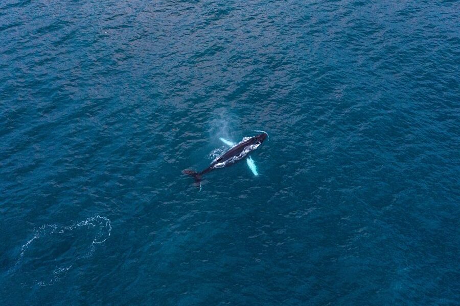 Húsavík: Big Whales and Puffin Island Speedboat Tour - Who should book this tour, and who should skip it